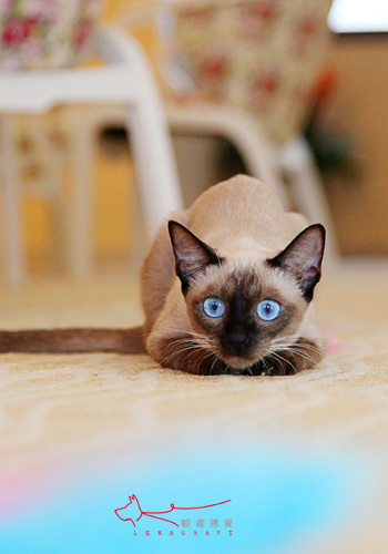 华体会体育hth官方网站