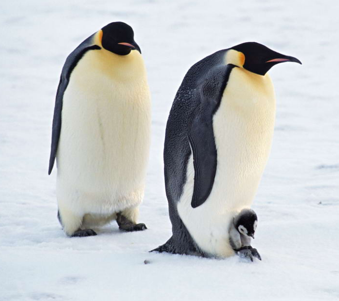 汉堡垫底两悍将大演全武行 奥利奇:C罗来也没辙【华体会体育hth官方网站】(图2) hth官网入口