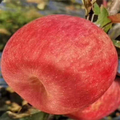 华体会体育hth官方网站