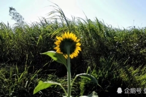 华体会体育hth官方网站